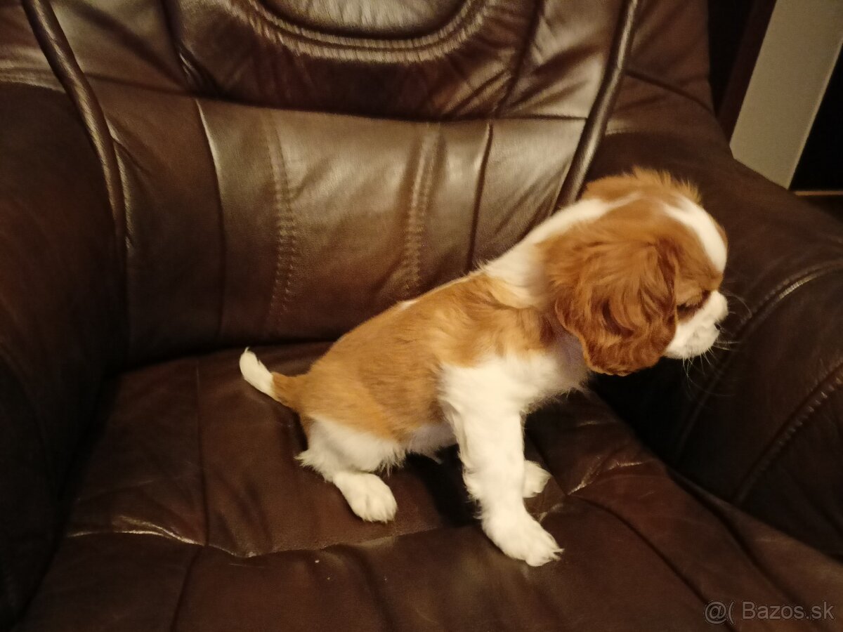 Cavalier Charles King Spaniel - 2
