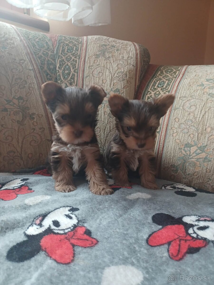 Yorkshire terrier - 2