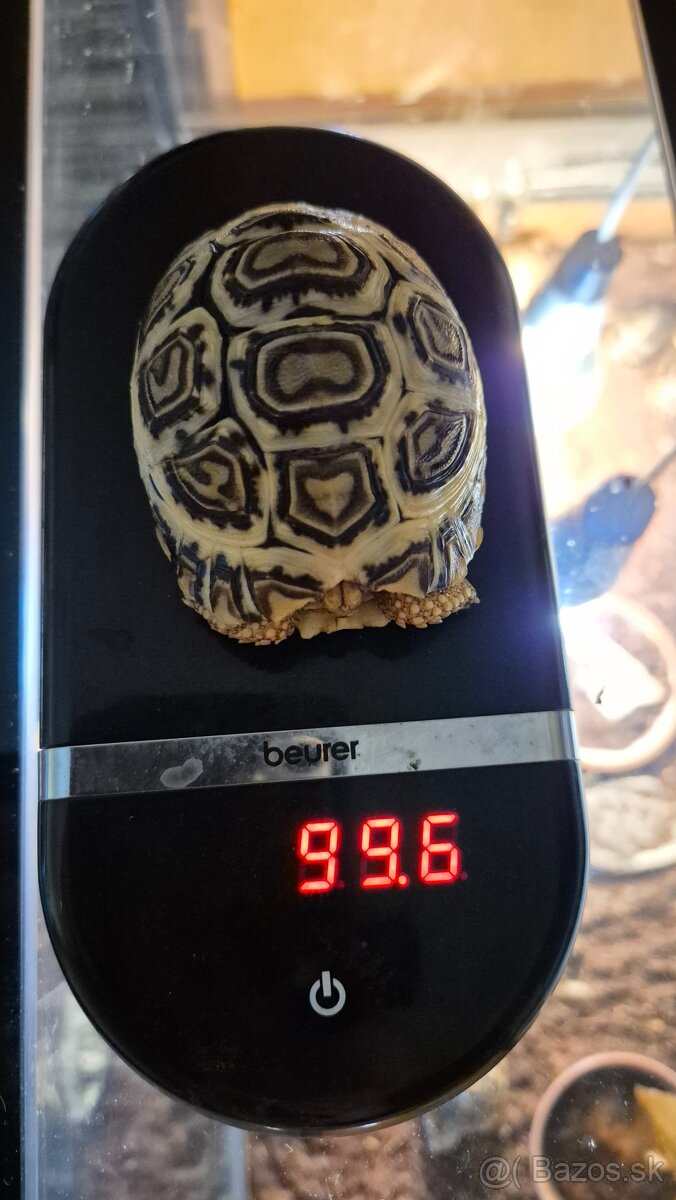 Korytnačka leopardia - 2