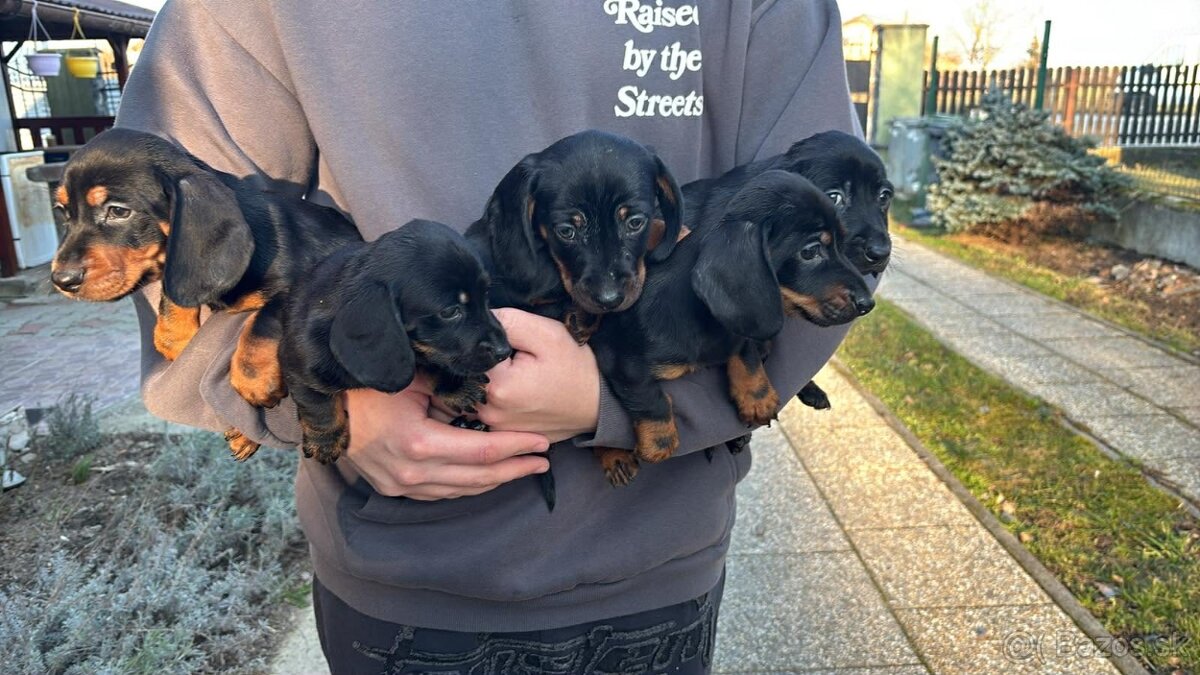 Jazvečík trpasličí 2x očkované - 2