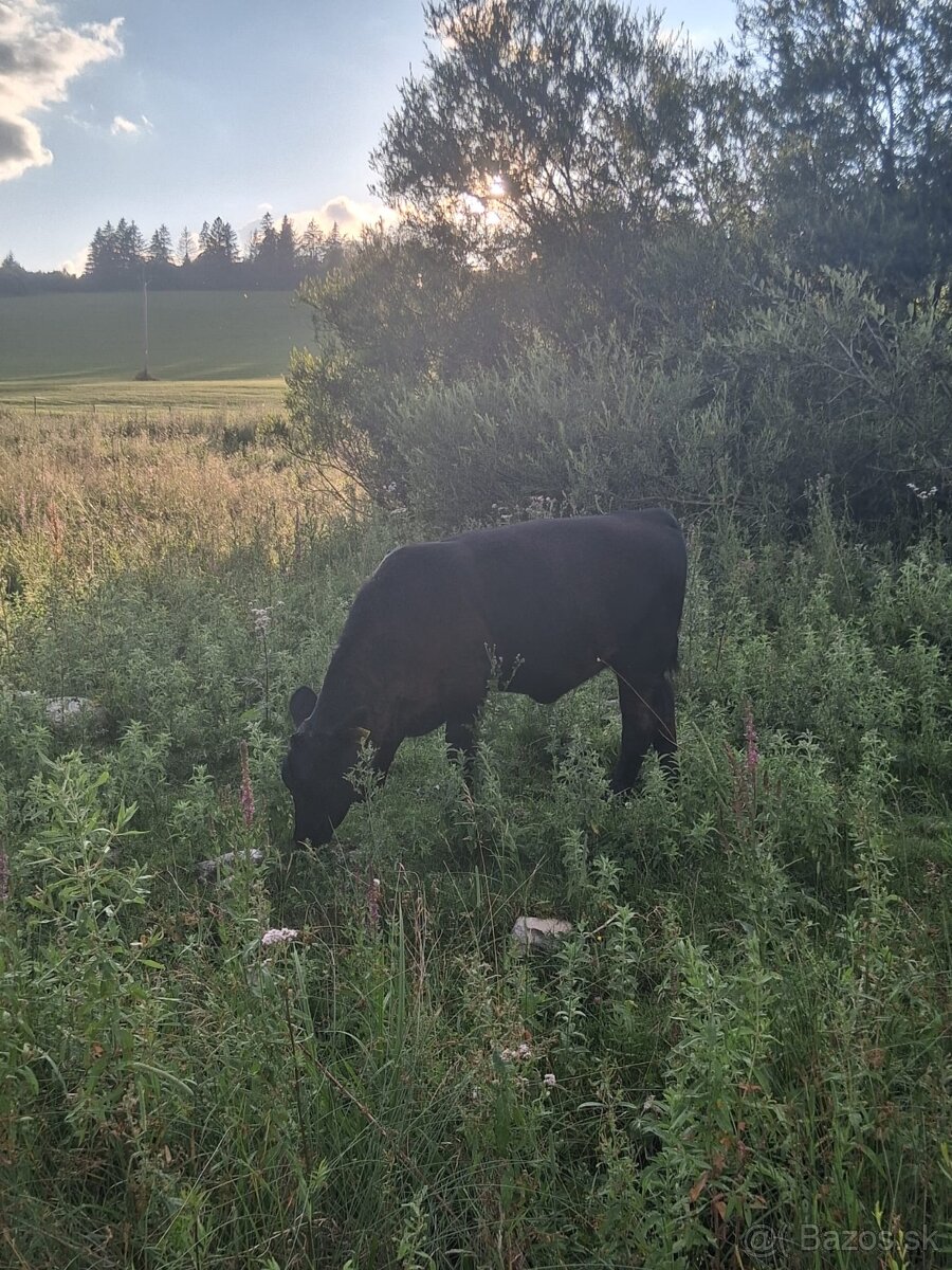 Aberdeen angus - 2