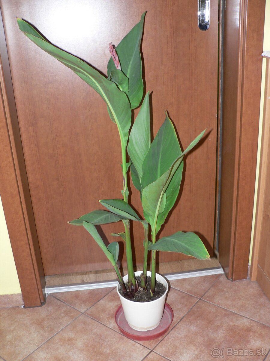 červená Kana indická 3 hľuzy 80cm - 2