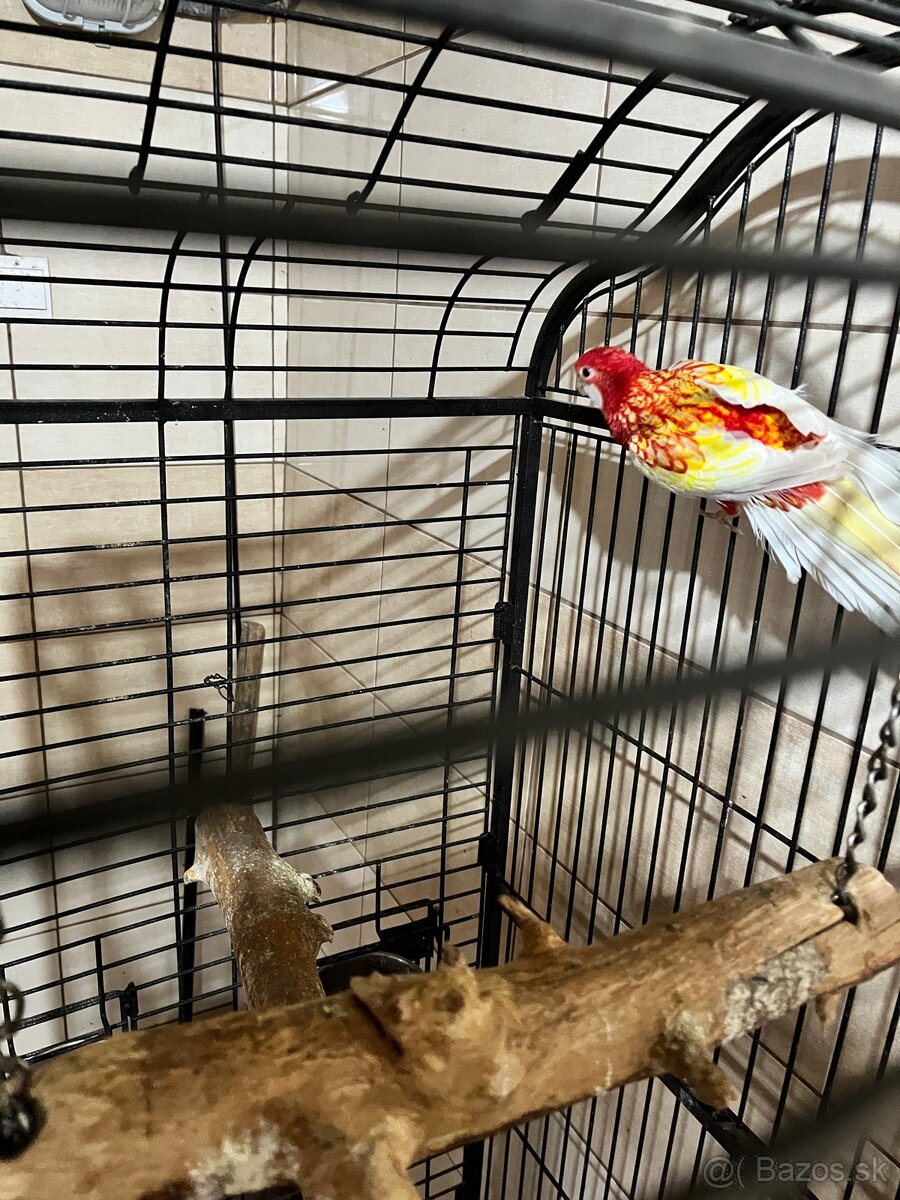 Rozela pestrá lutino - 2