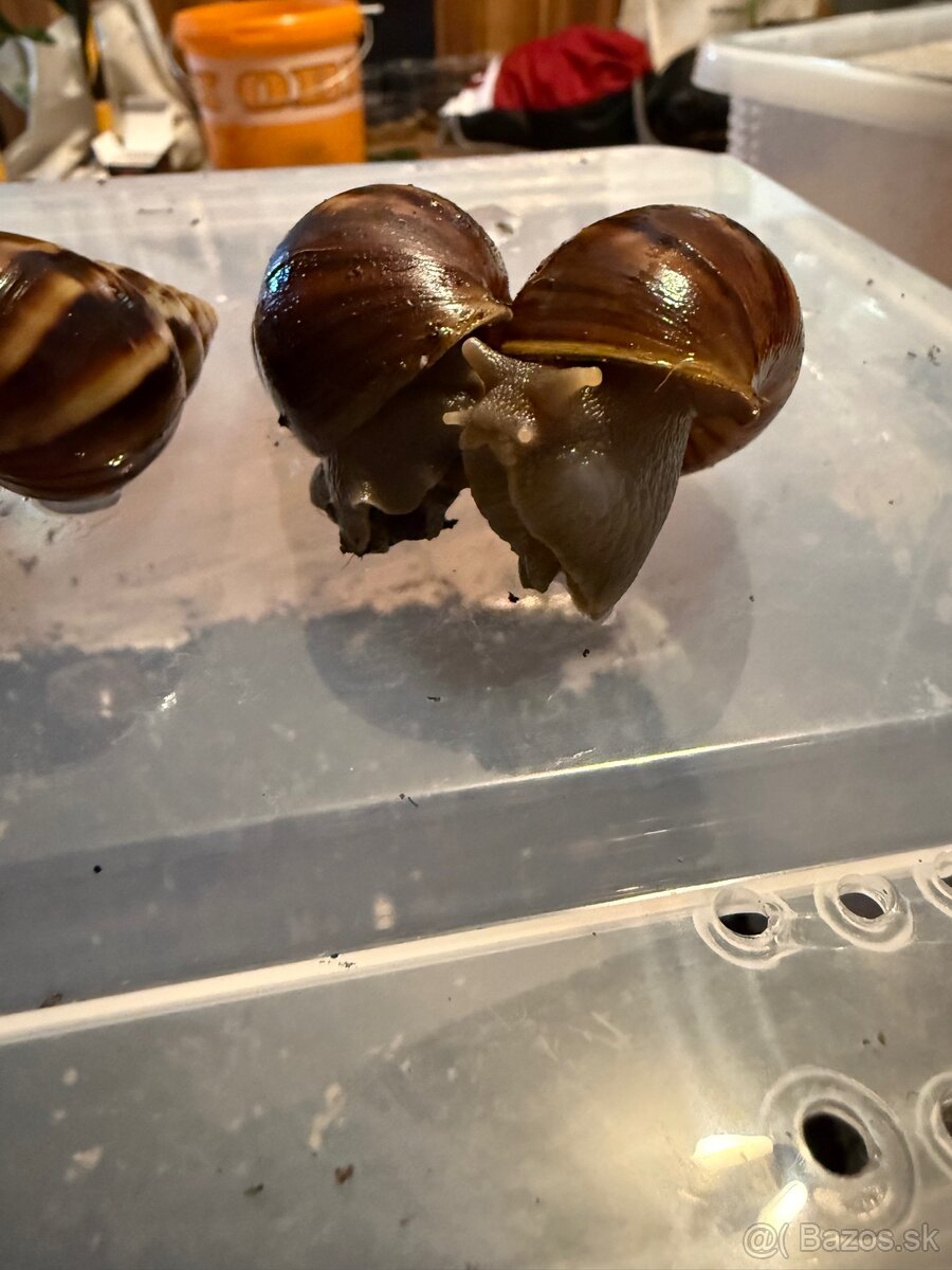 Slimák, Lissachatina Fulica - 2