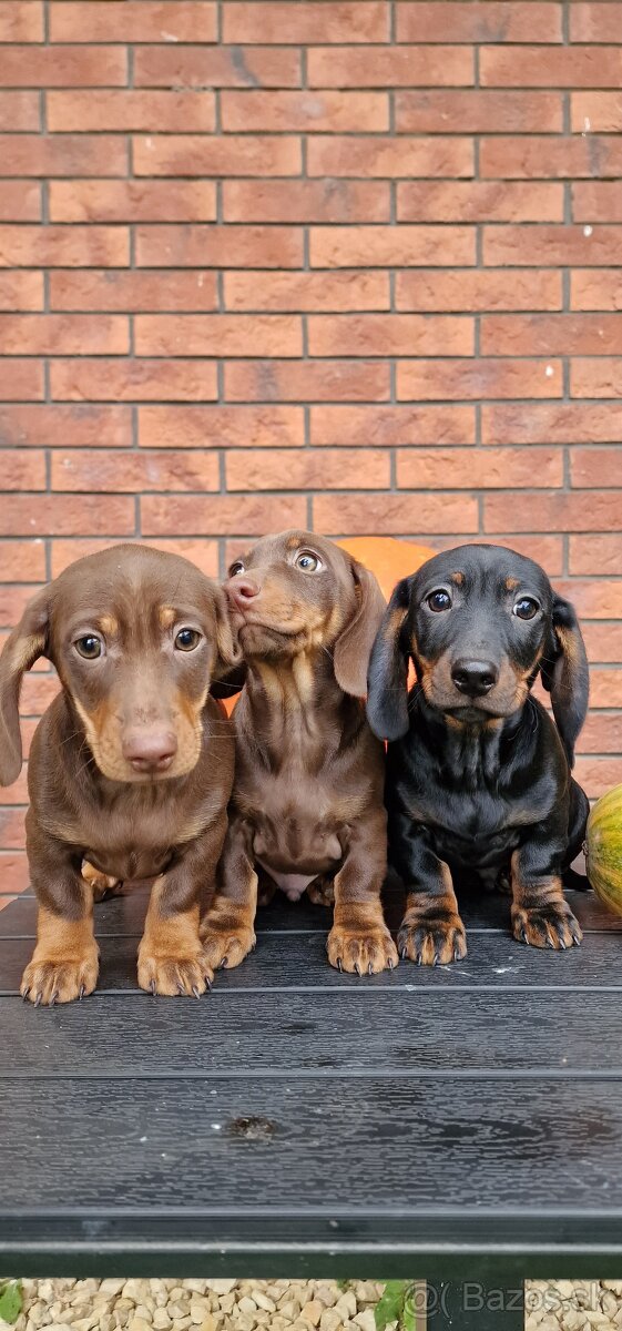 Jazvečík trpasličí - 2