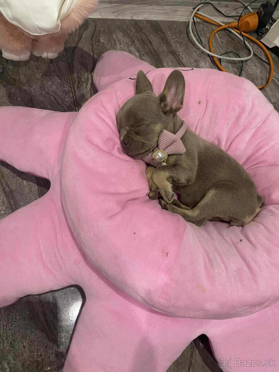 Francuzsky buldoček - 2