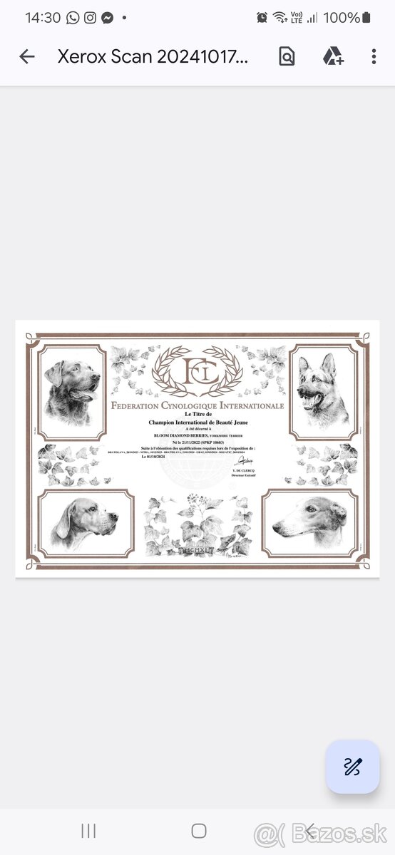 Yorkshire terier - 2