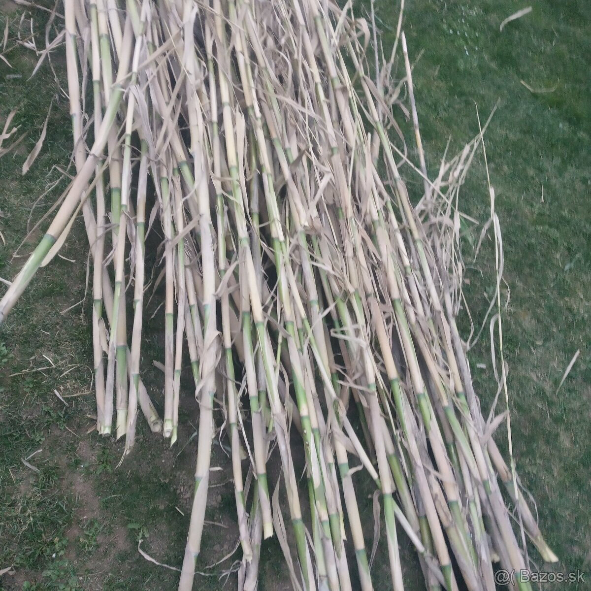 BAMBUS tyče tyče s Arundo DonaxZ trstiny - 2