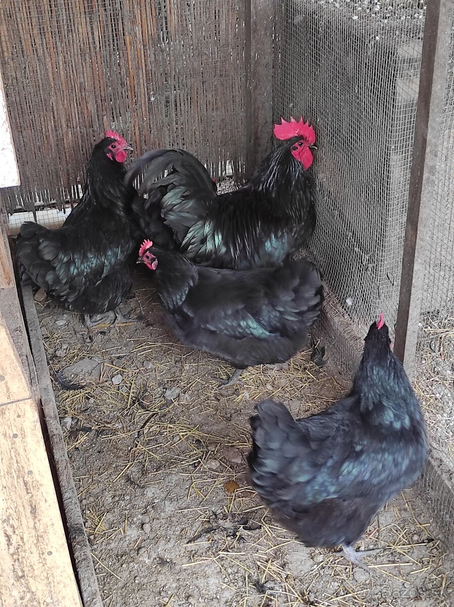 Nasadové vajcia - 2