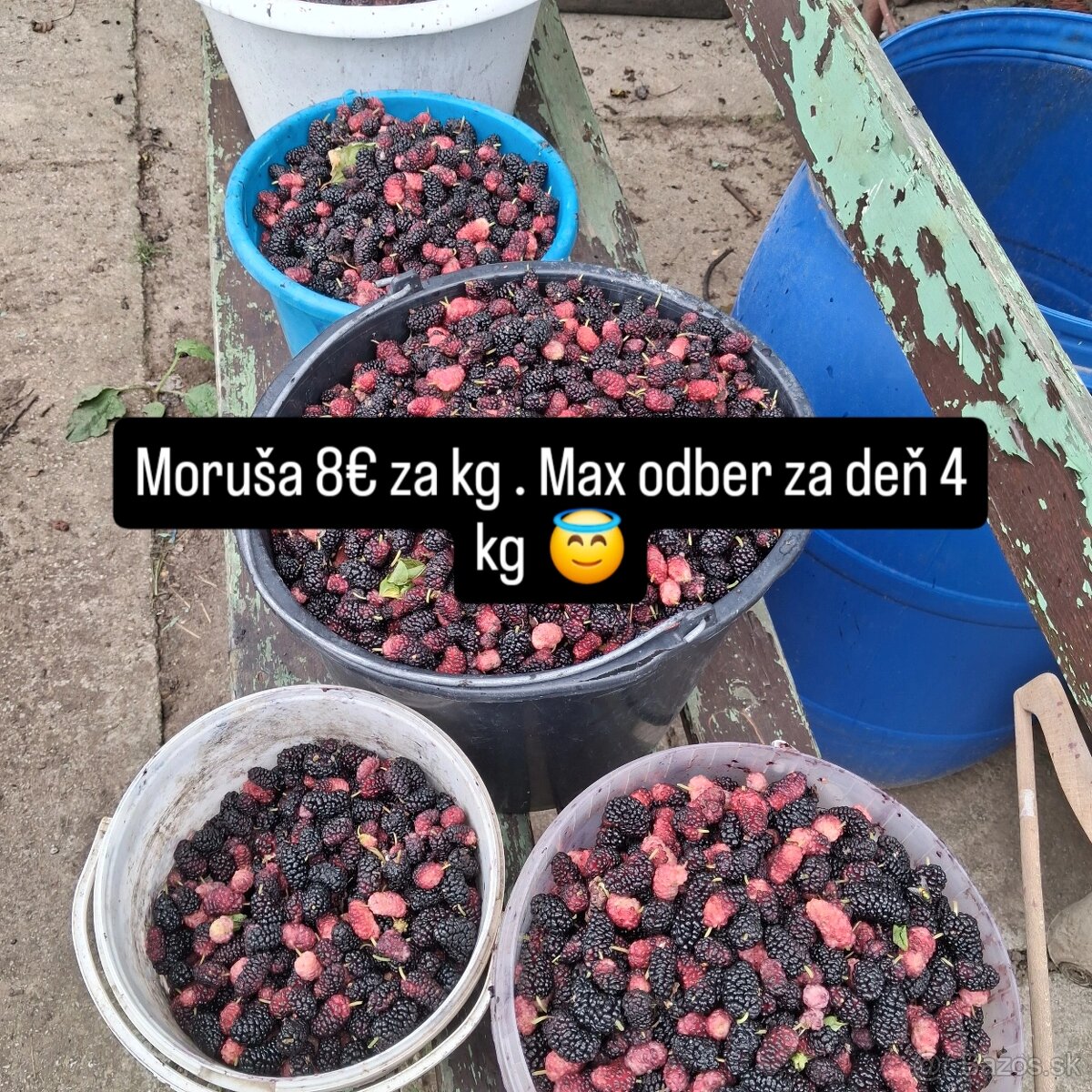 Morusa , moruše - 2