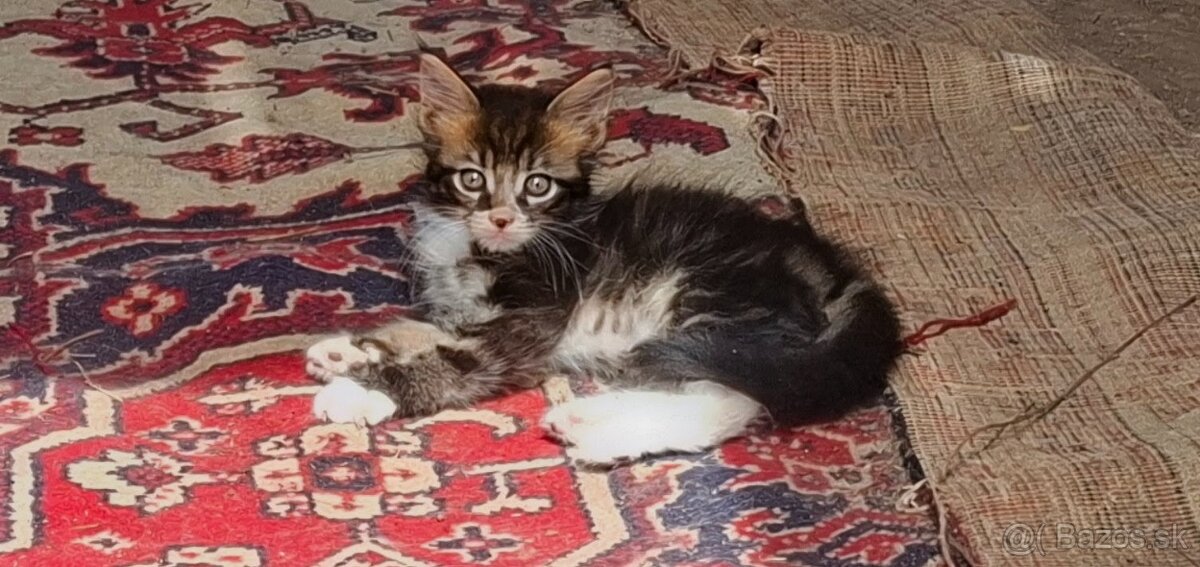 Predám mačiatka maine coon - 2