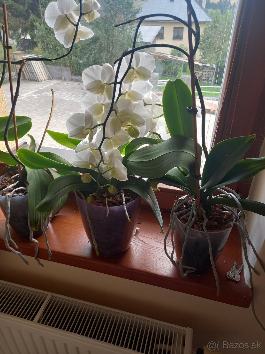 orchidea - 2