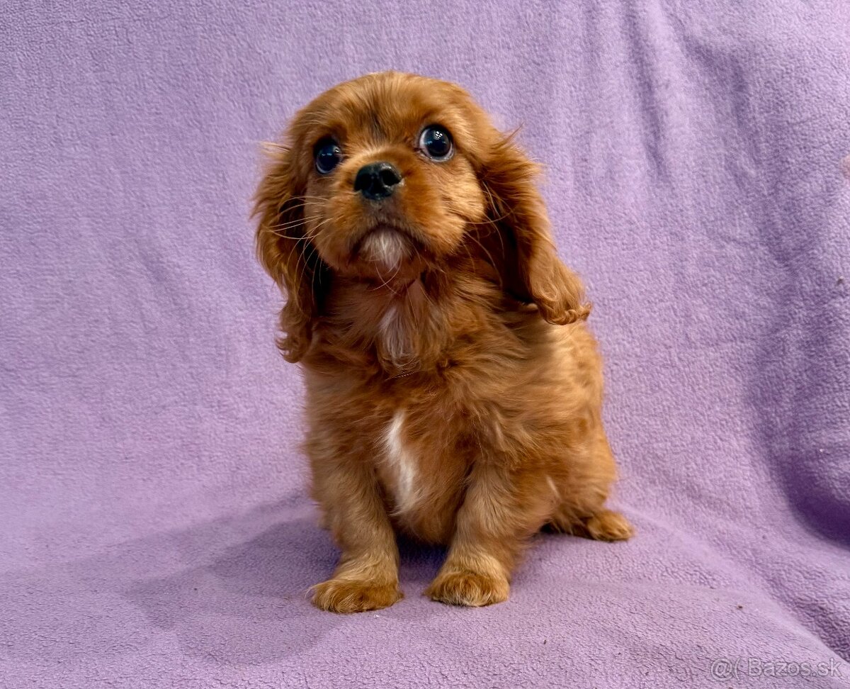 Cavalier King Charles Spaniel - fenka ruby - PP(FCI) - 2