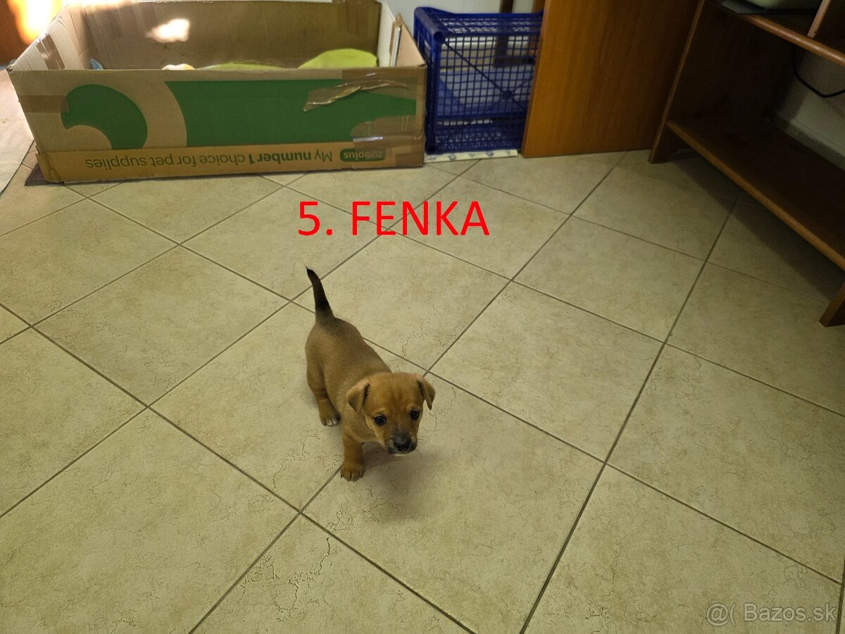 Darujem šteniatka - 2