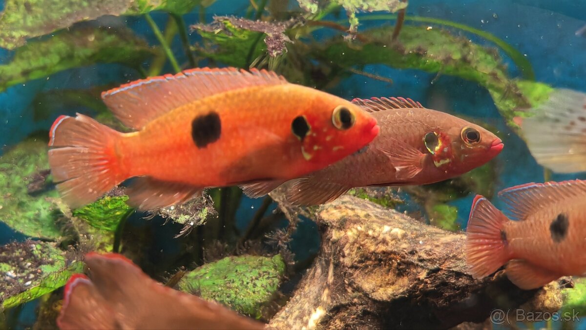 Africké riečne cichlidy - 2