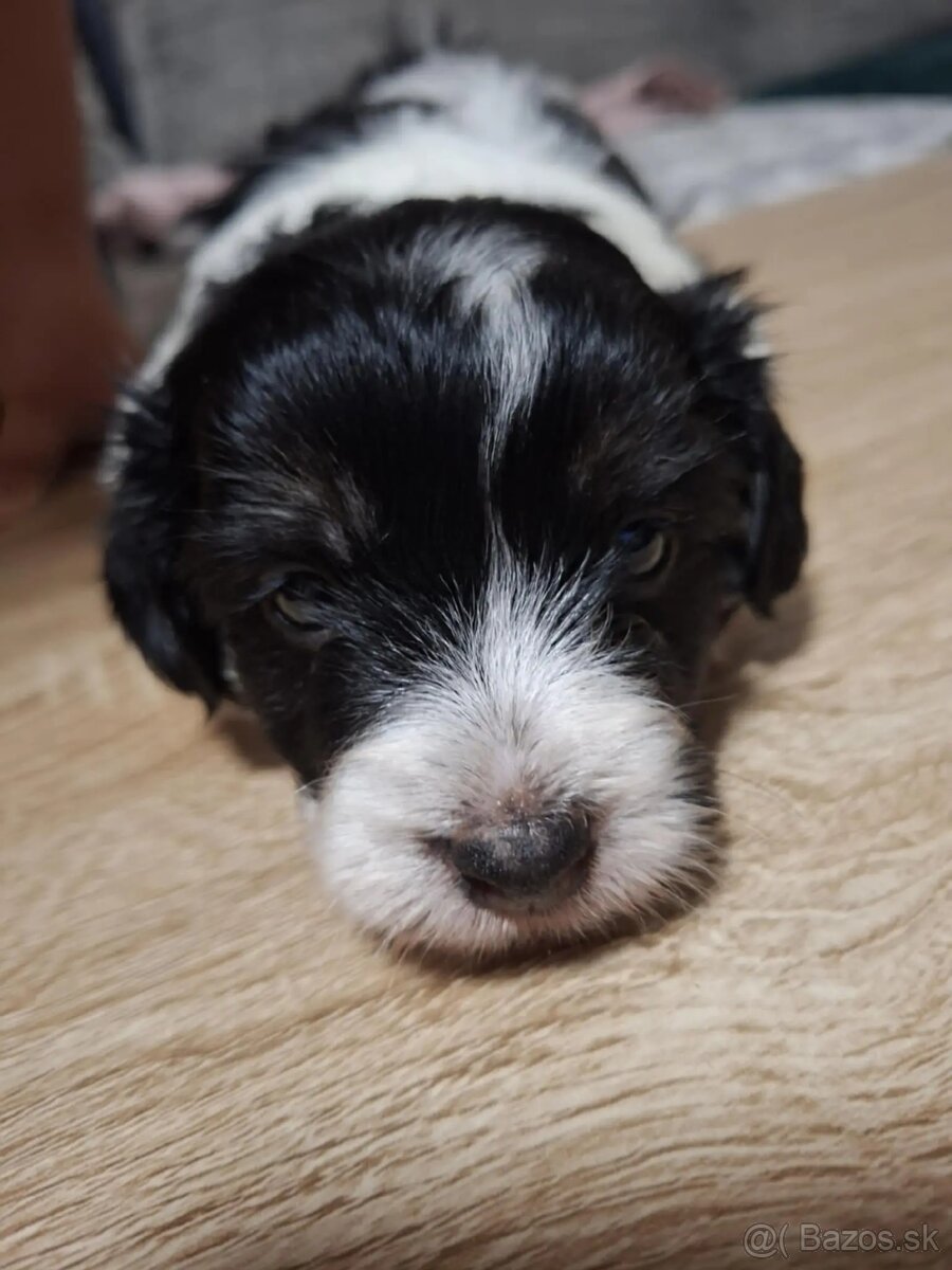 Predam steniatko - 2