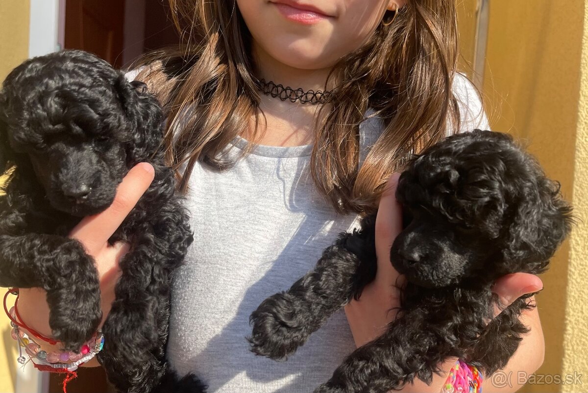 Pudel toy/trpaslici s pp - 2