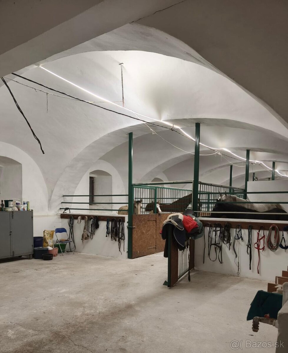 Ustajnenie koní - 2