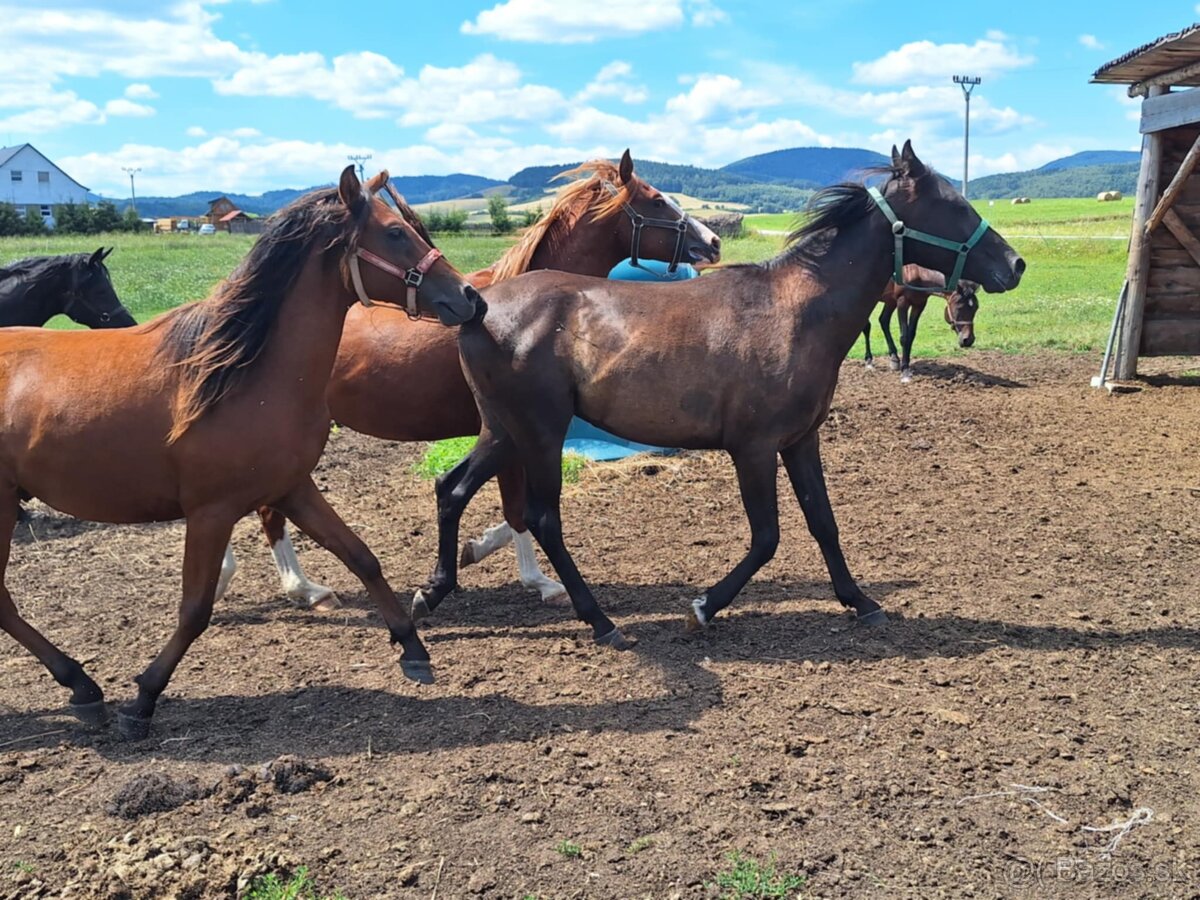 Arabský plnokrvník žrebec - 2