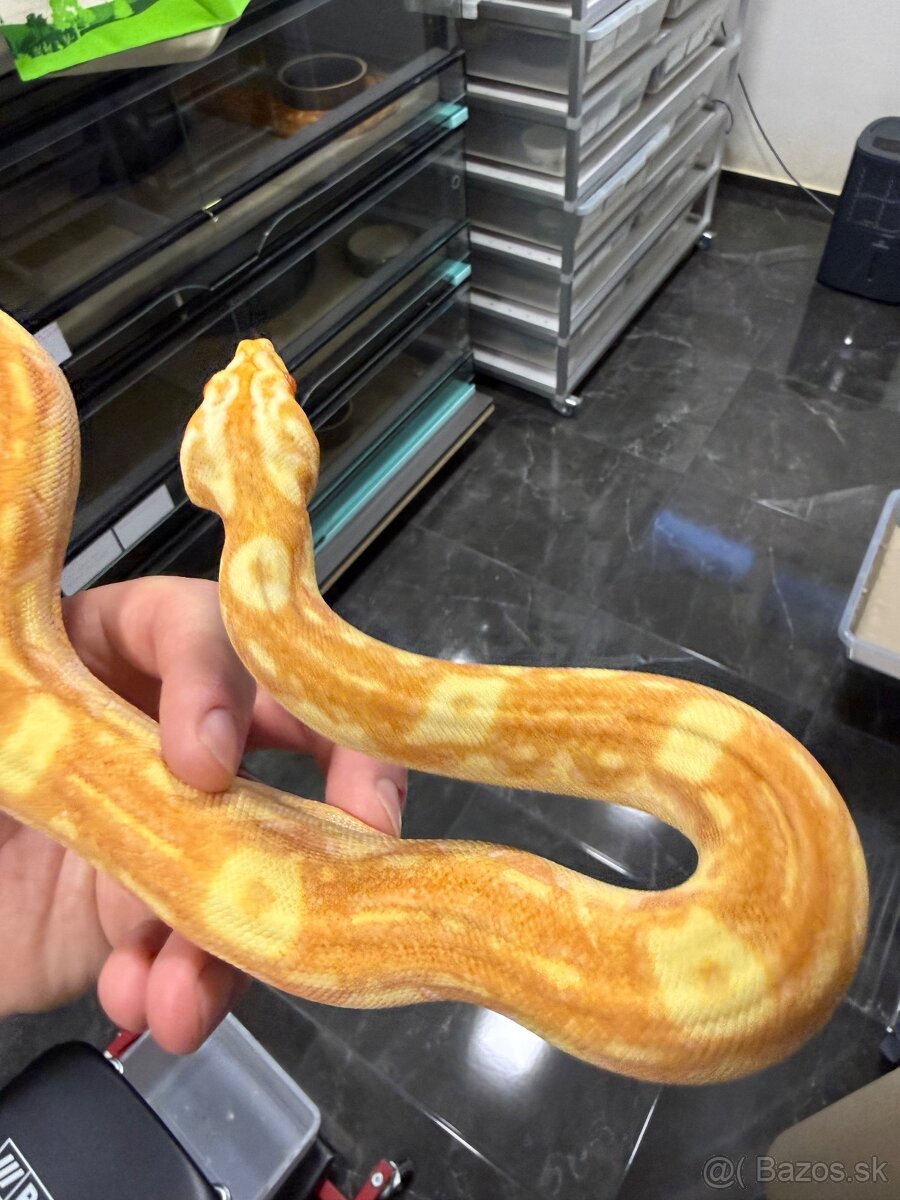 Boa Constrictor - 2