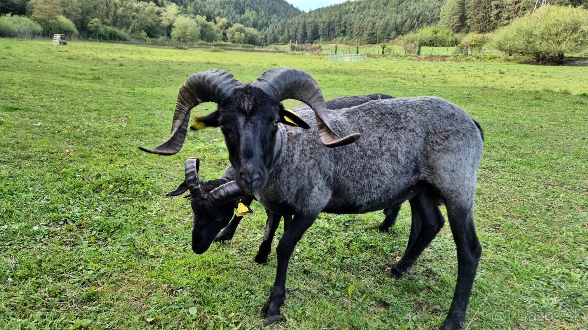 Ovca vresová - baran - 2