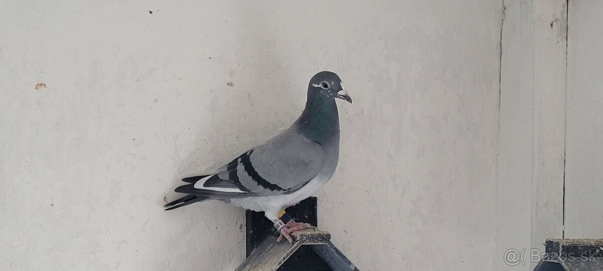 Postove holuby - 2