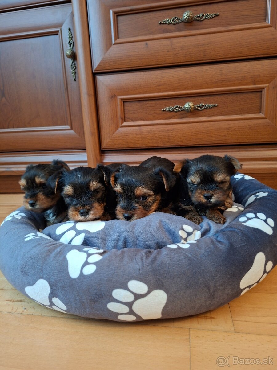 Yorkshirsky terier York - 2