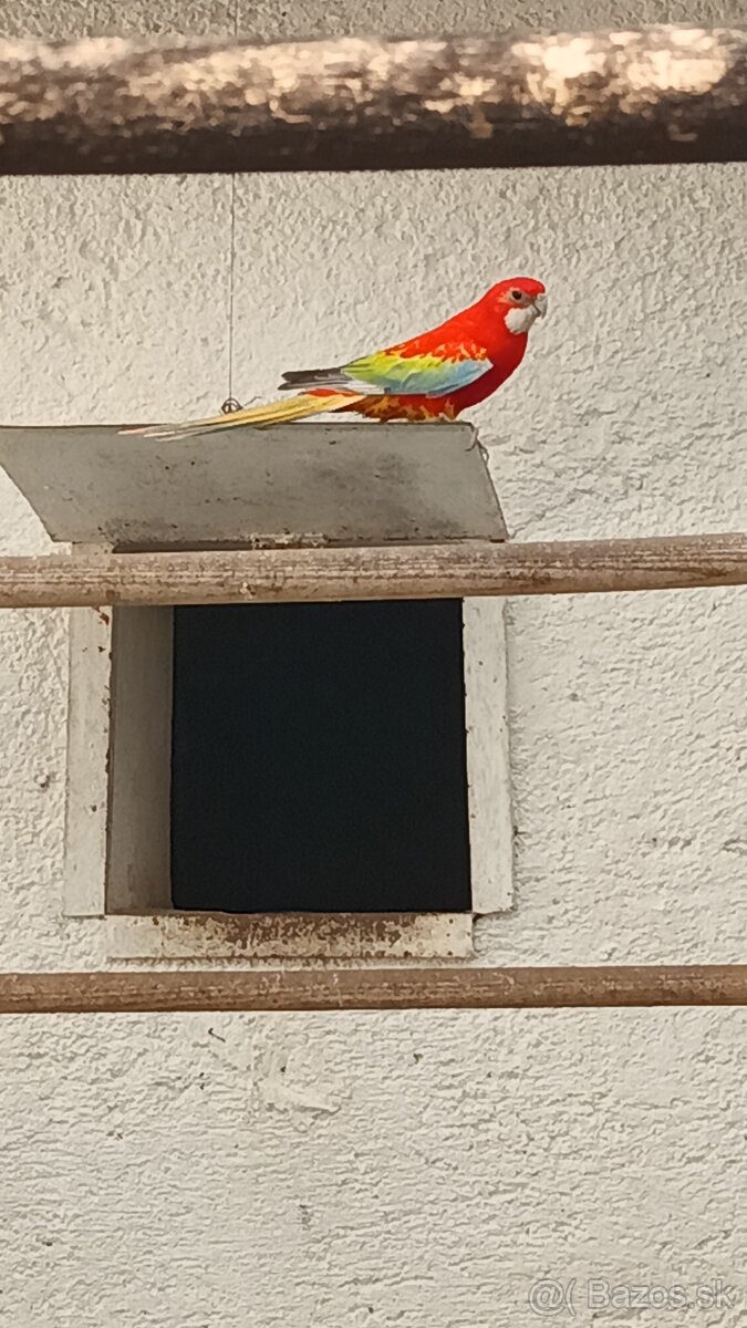 Rozela pestra opalín golden gold - 2