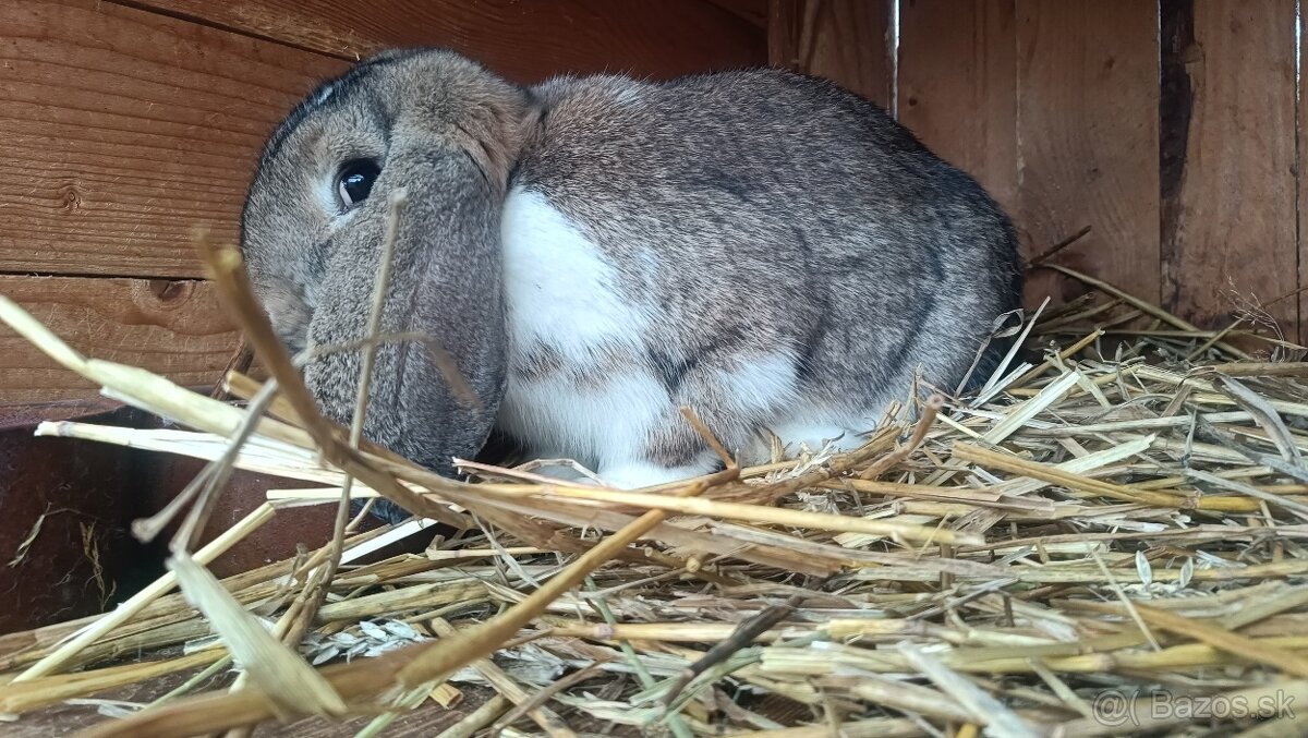 Francúzsky baran - 2