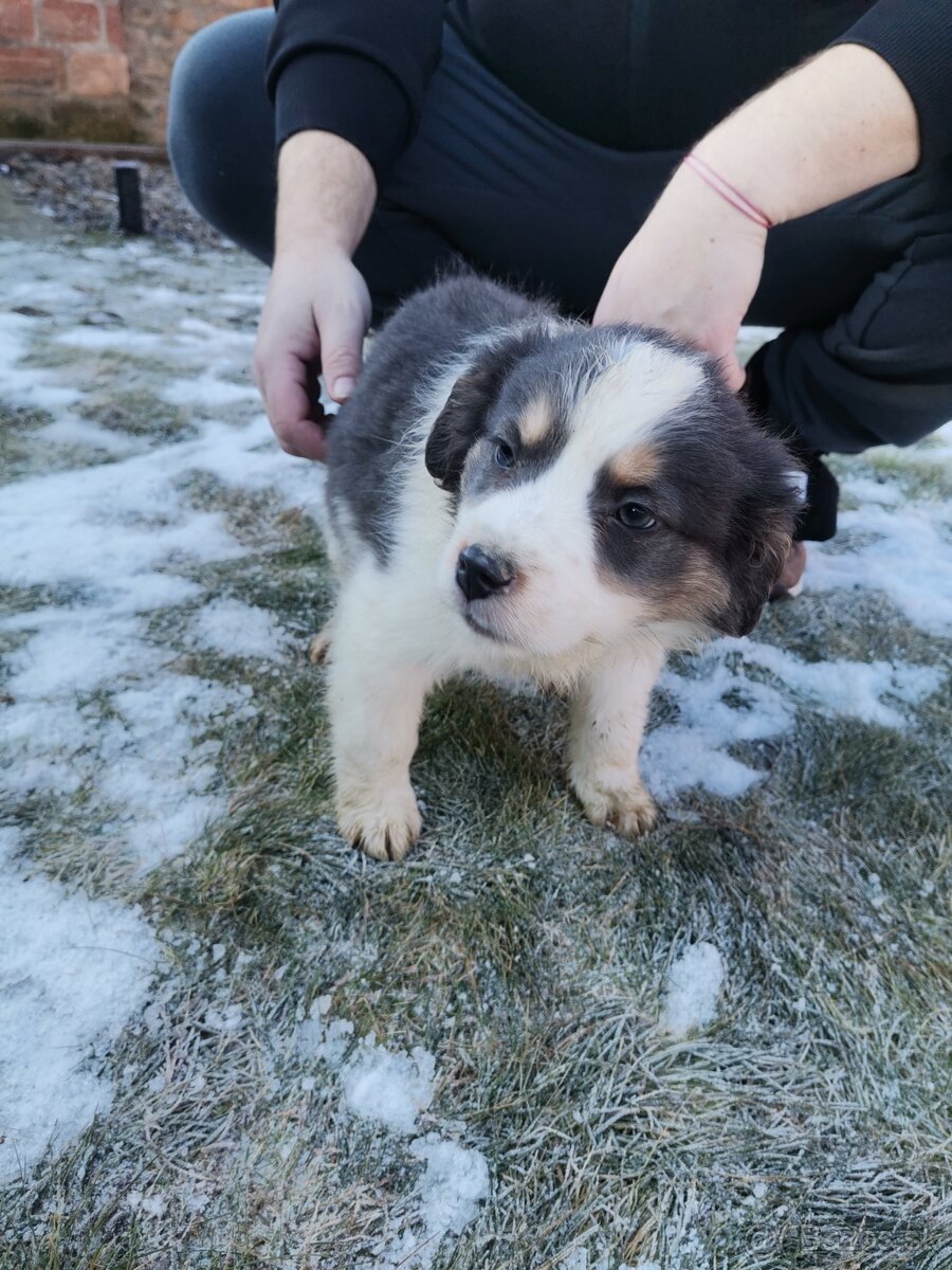 Darujem šteniatka - 2