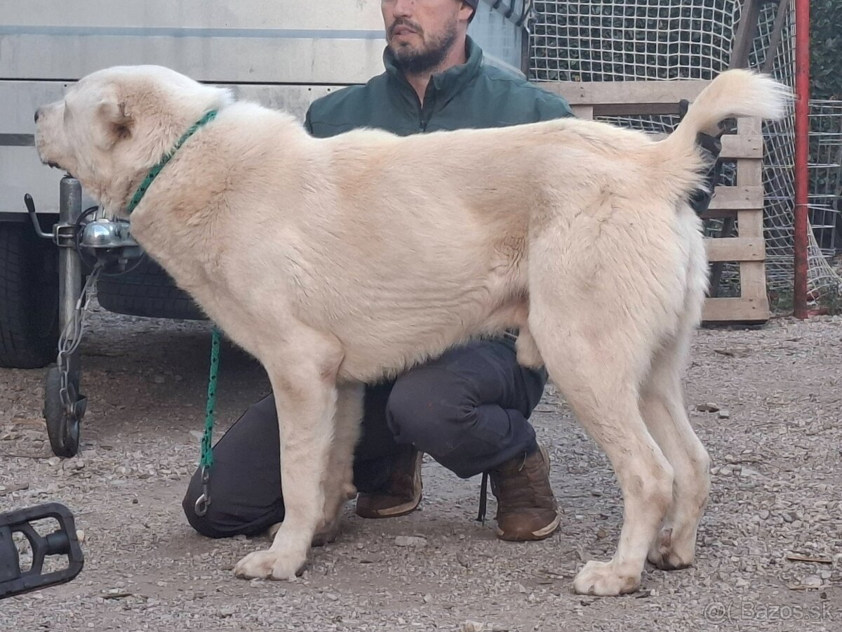 Stredoázijský ovčiak - 2