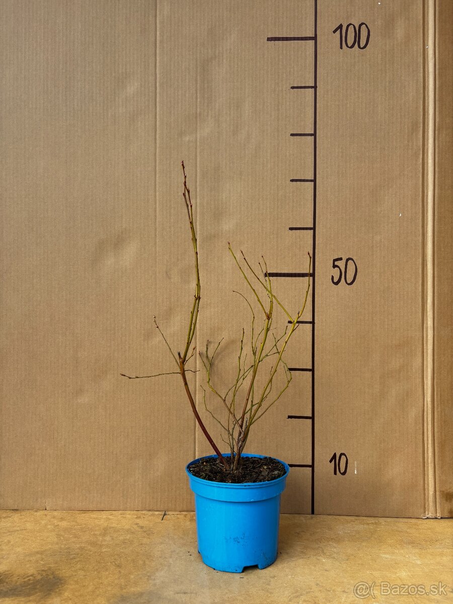 Sadenice čučoriedky kanadské a brusnice - 2