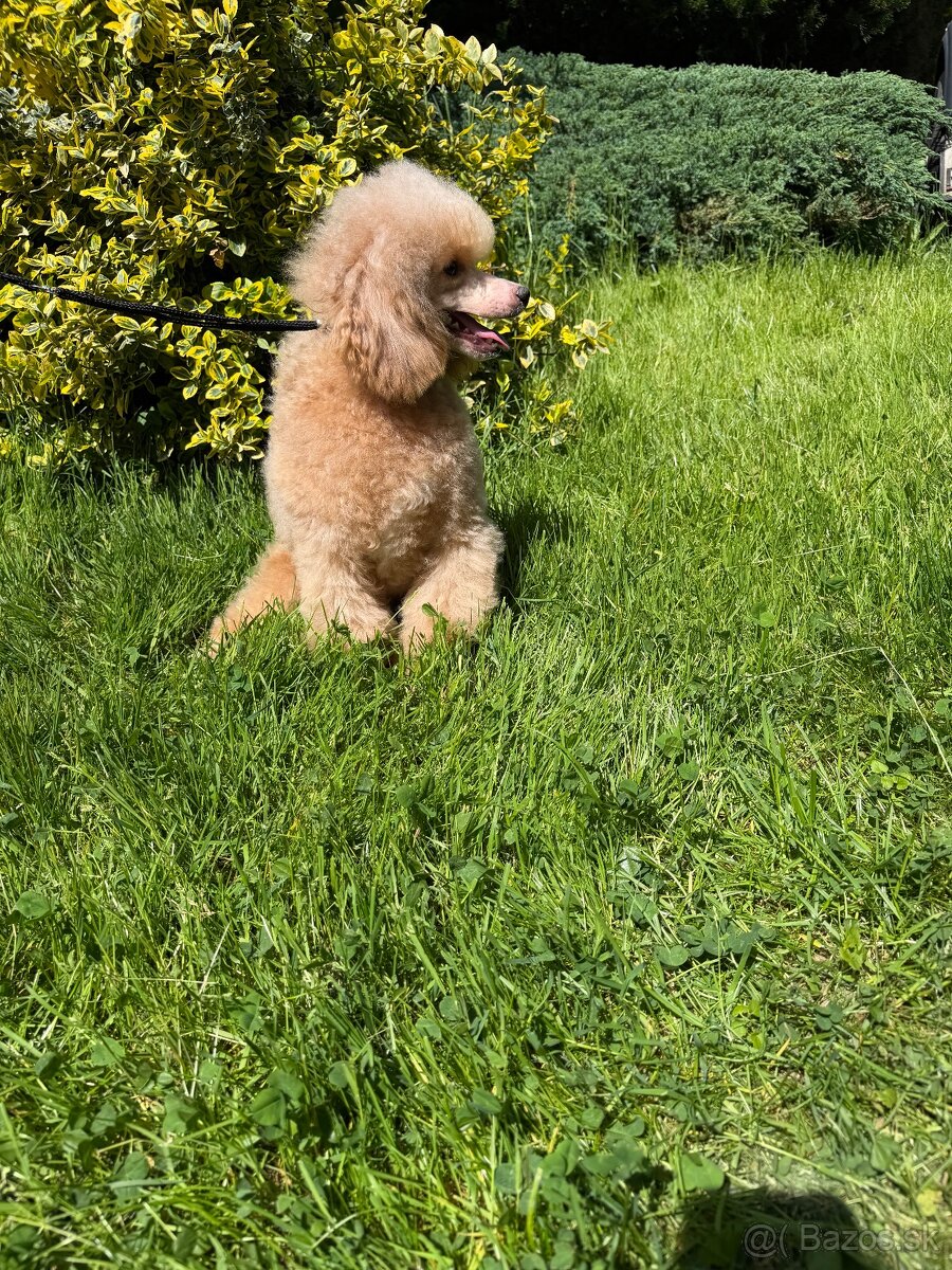 Pudel trpasličí s pp, pudl, poodle - 2