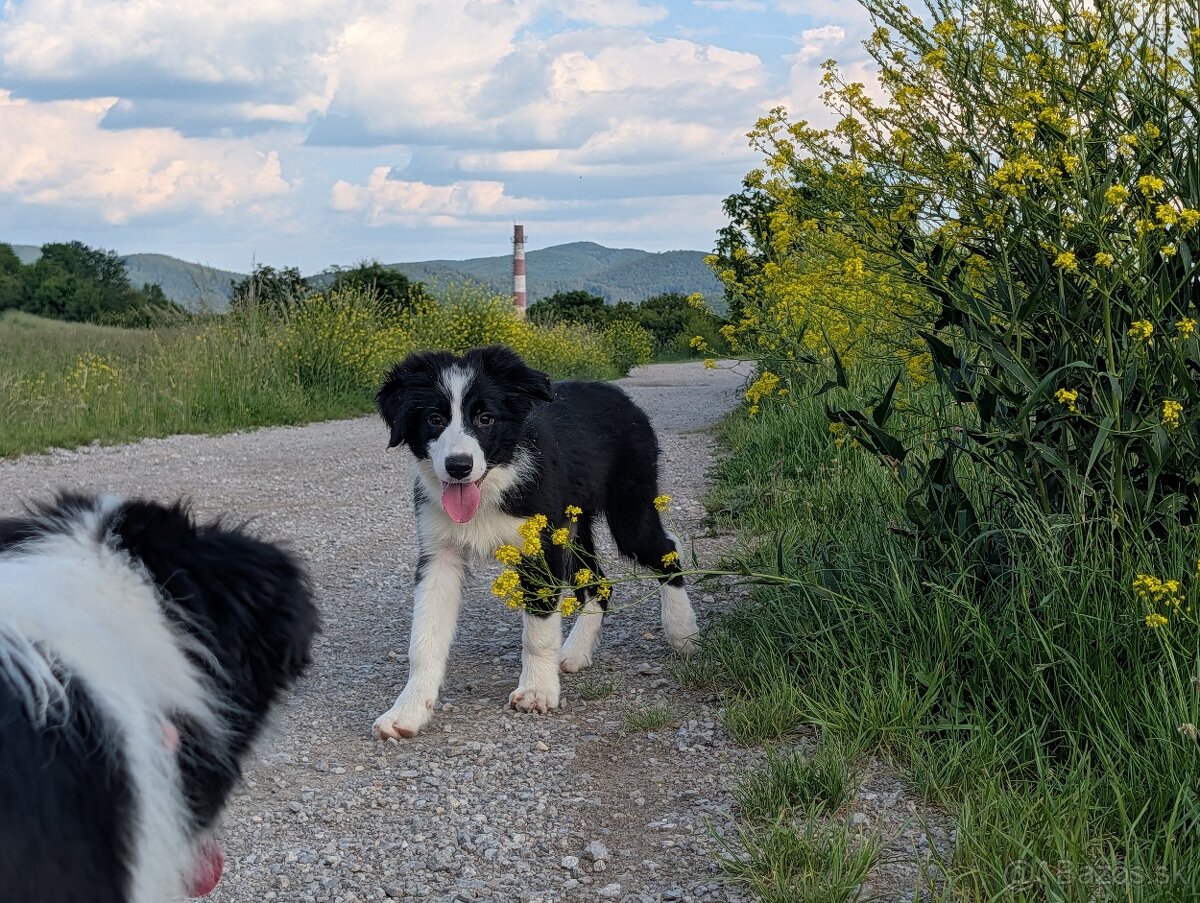 Border kólia s PP - 2