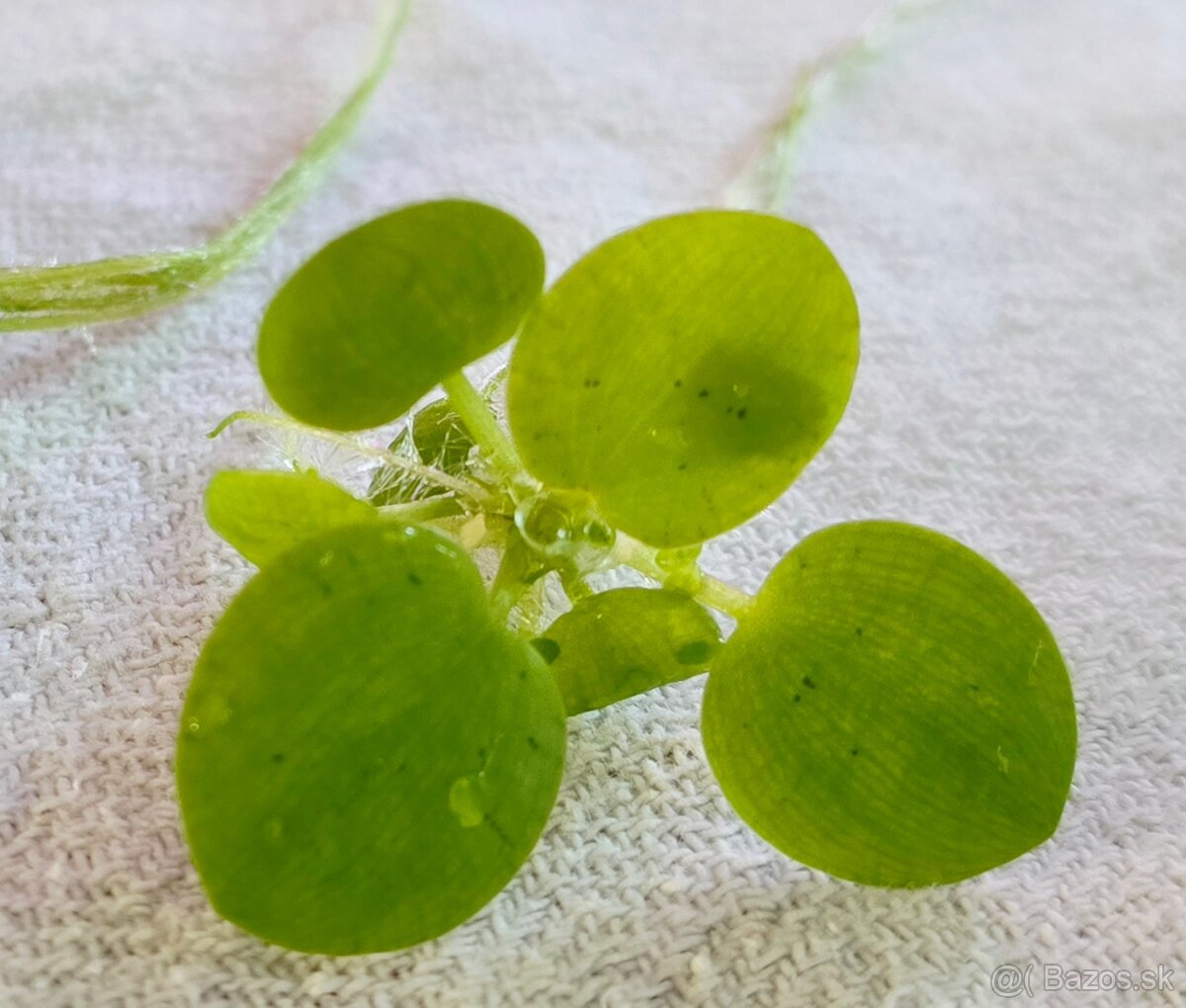 DARUJEM - Limnobium laevigatum - 2