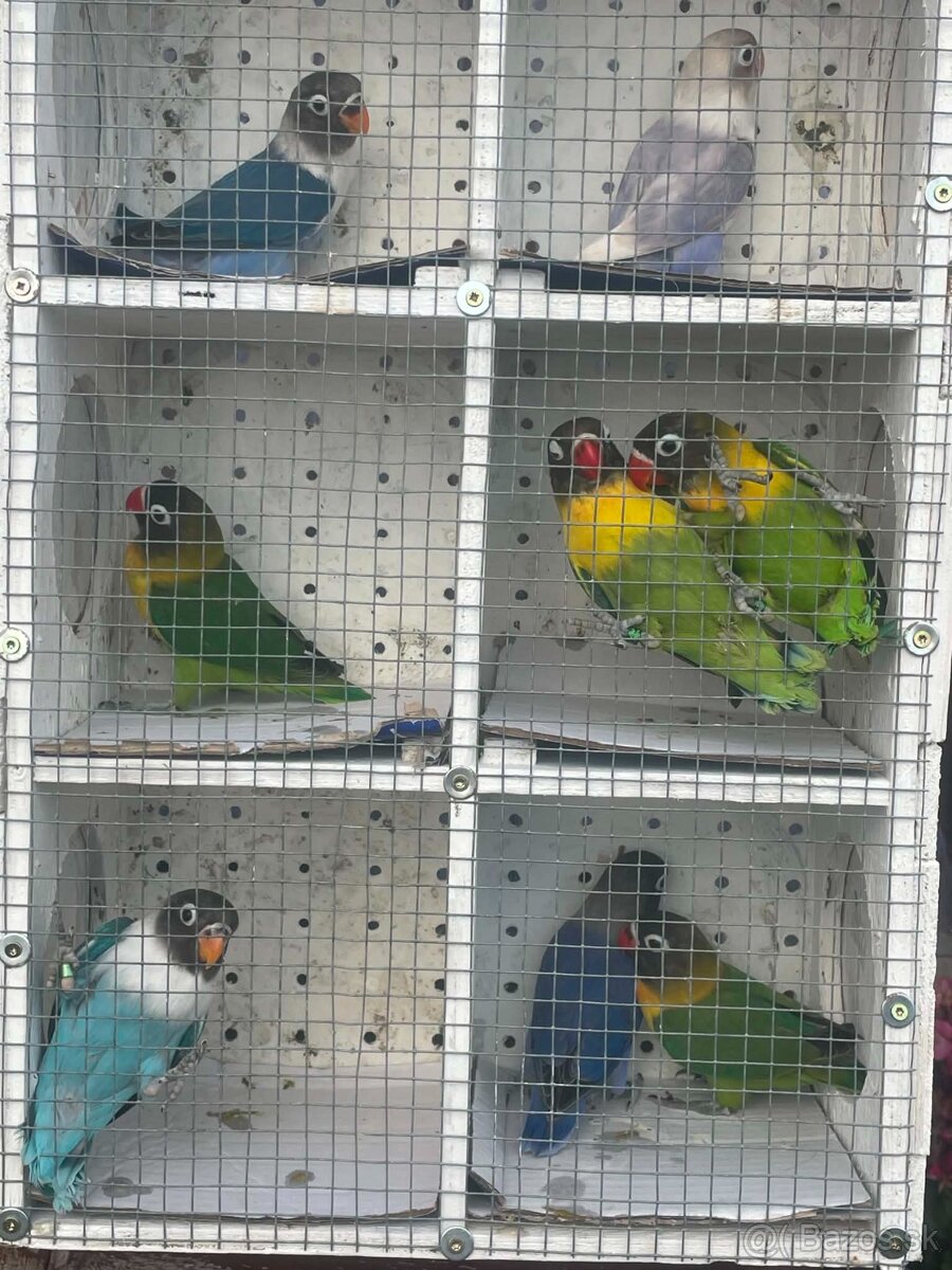 Predám agapornis - 2