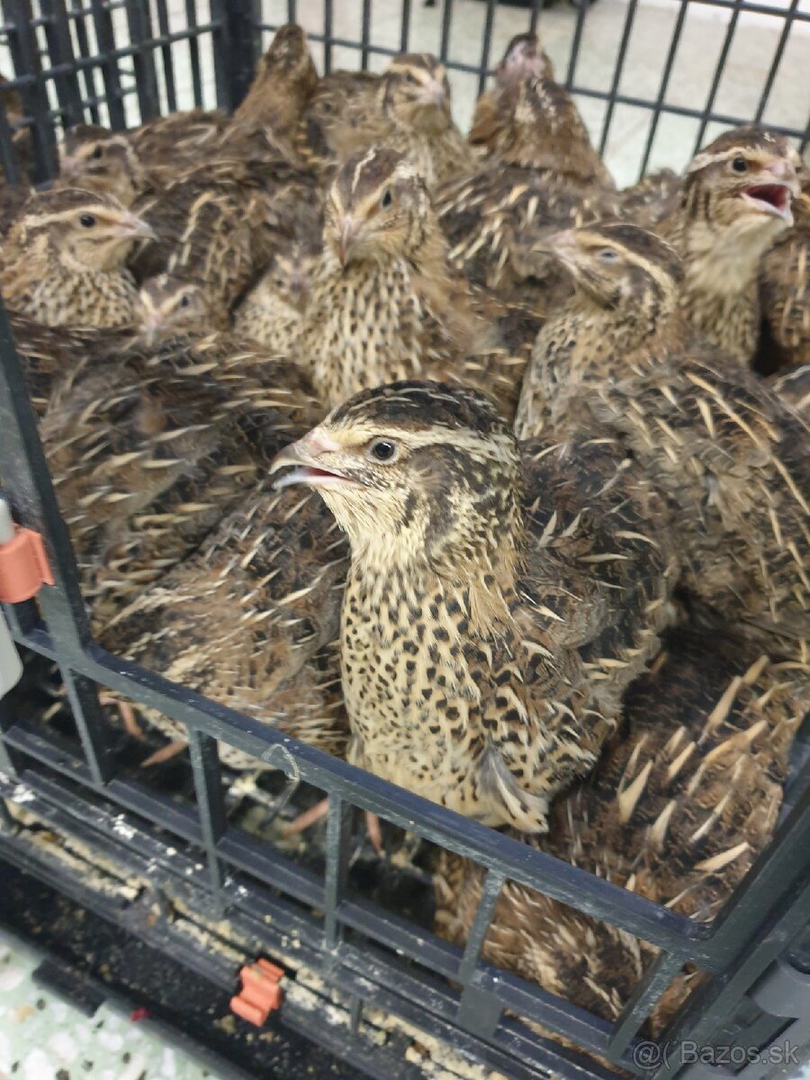 Japonské prepelice faraon NR, NZ, LV - 2