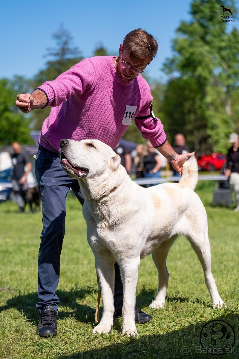 Stredoázijský ovčiak - 2