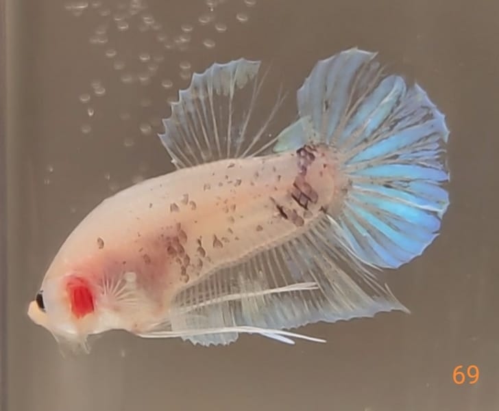 Bojovnica samec shorttail - 2