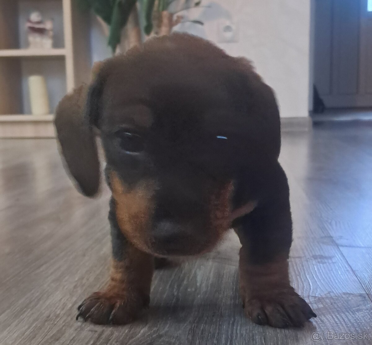 Predám šteniatka jazvečík. - 2