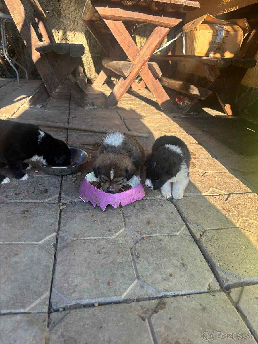 Šteniatka mix border kólie. - 2