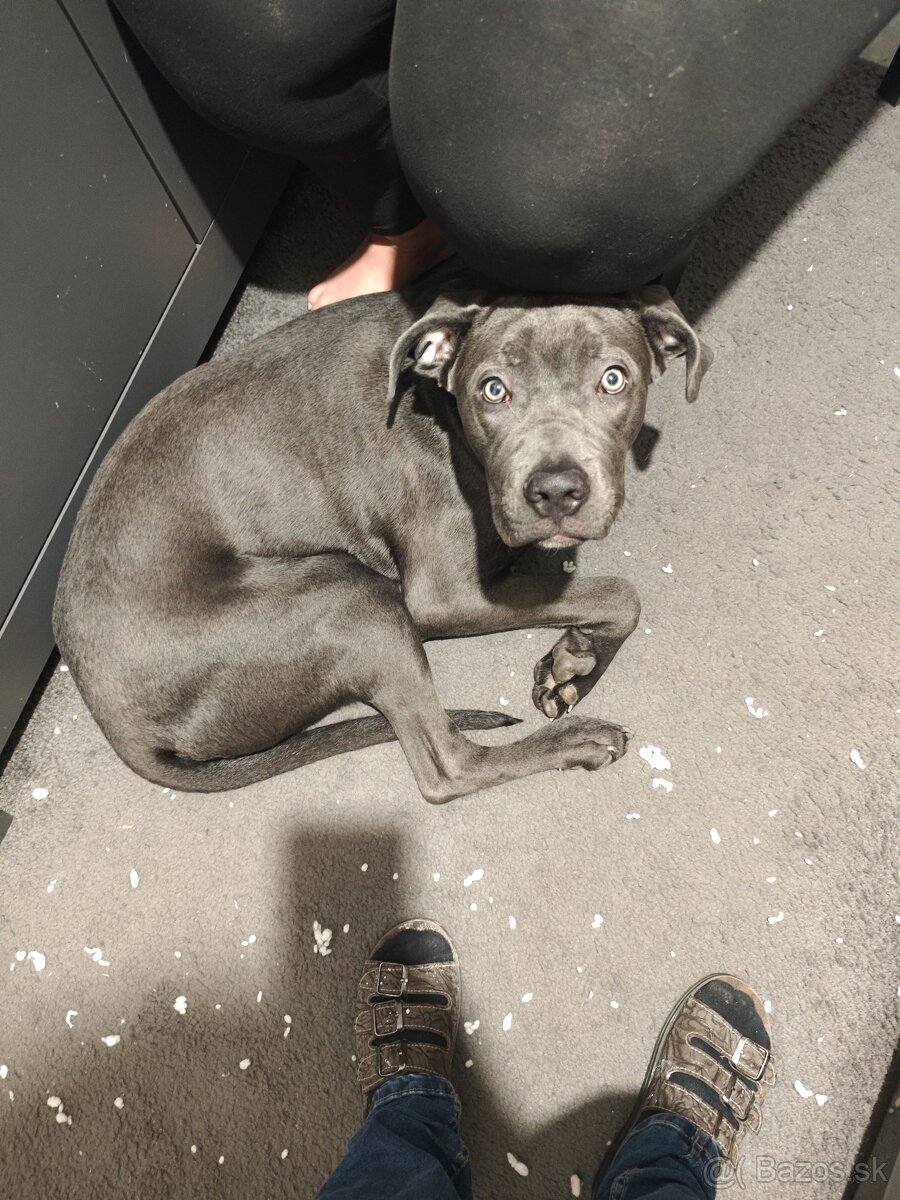 Darujem cane corso - 2