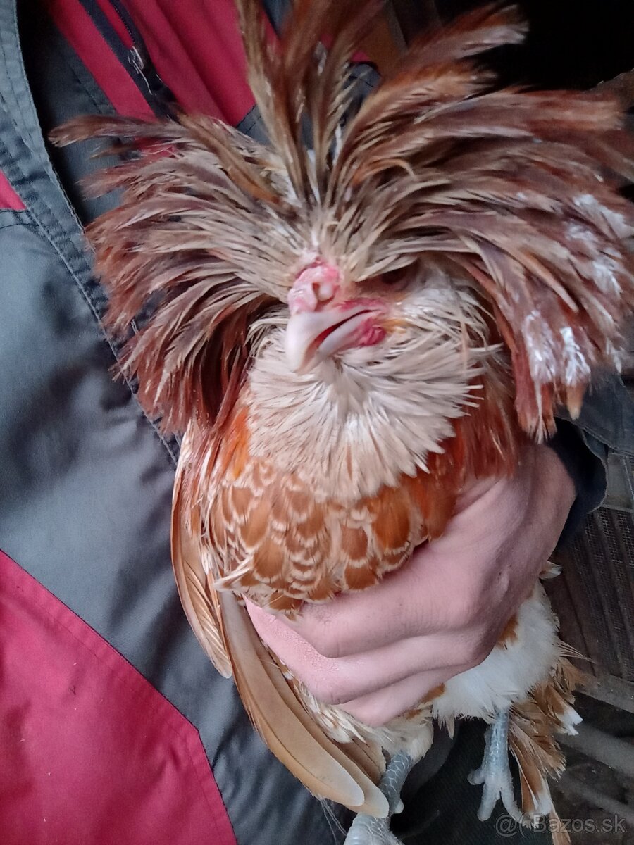 Kohút Paduánka v Ťavej farbe. - 2