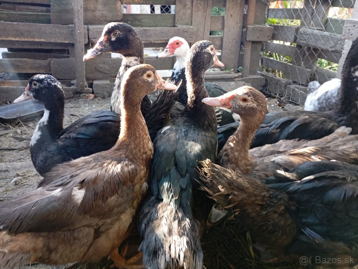 Pižmove kacice a kačery - 2