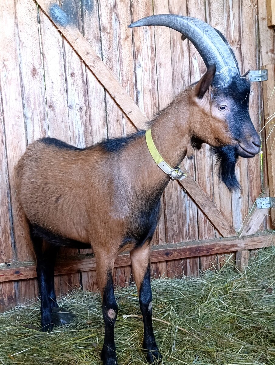 Alpínsky cap - 2