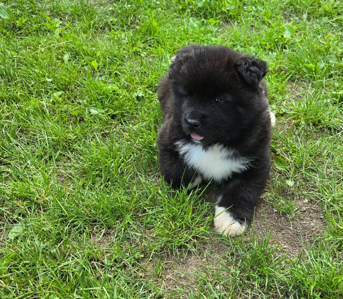 Šteniatka Americká akita - 2