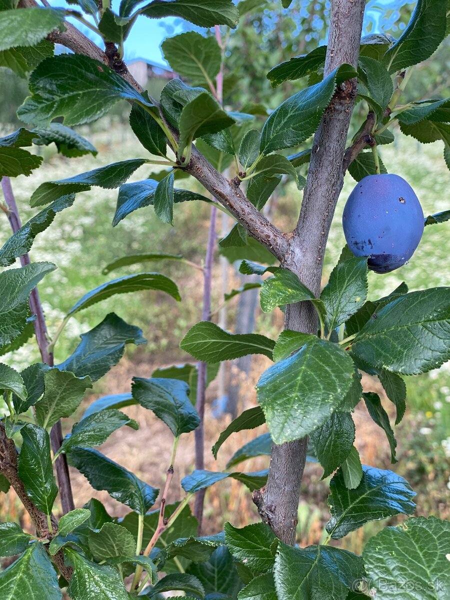 Predaj Sliviek - množstevne zľavy - 2