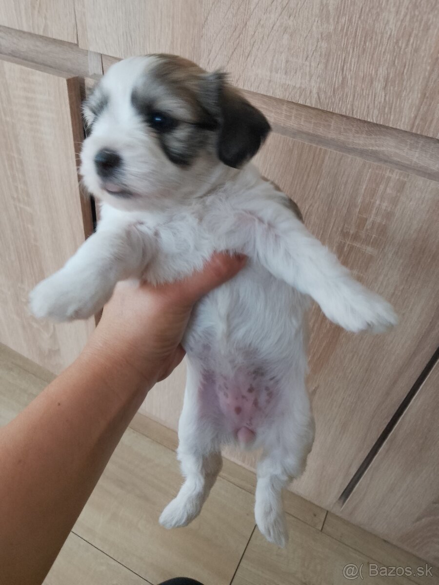 Maltezak kríženy Yorkshire teriér - 2