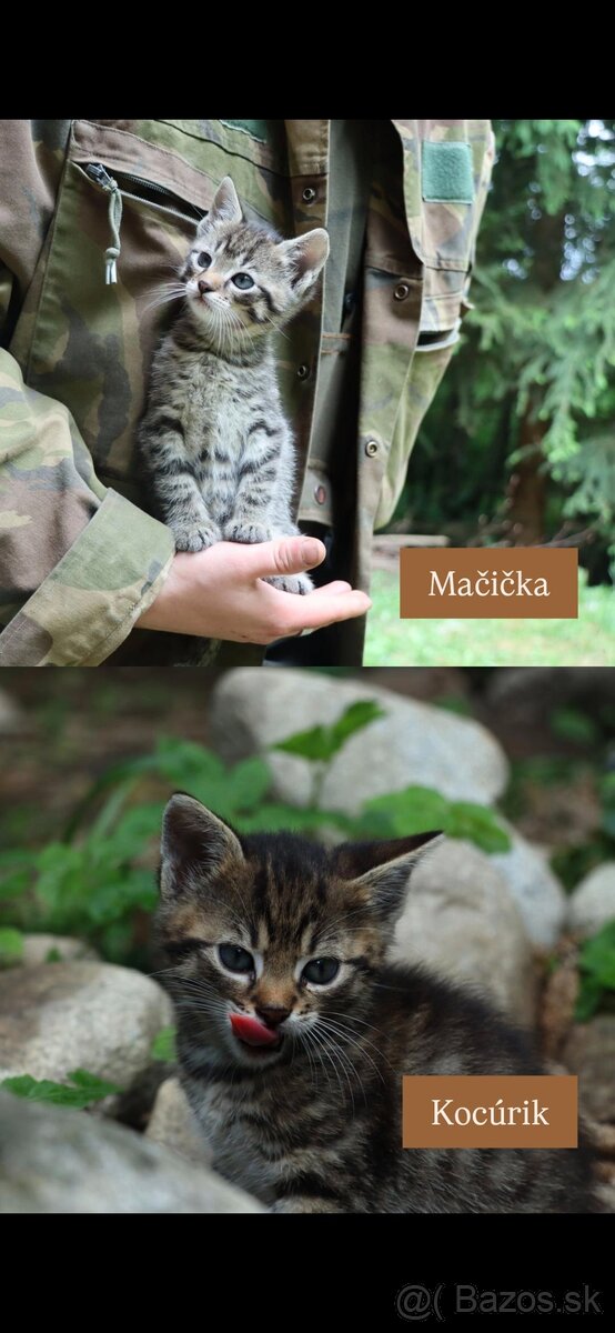 DARUJEME MAČIATKA - 2
