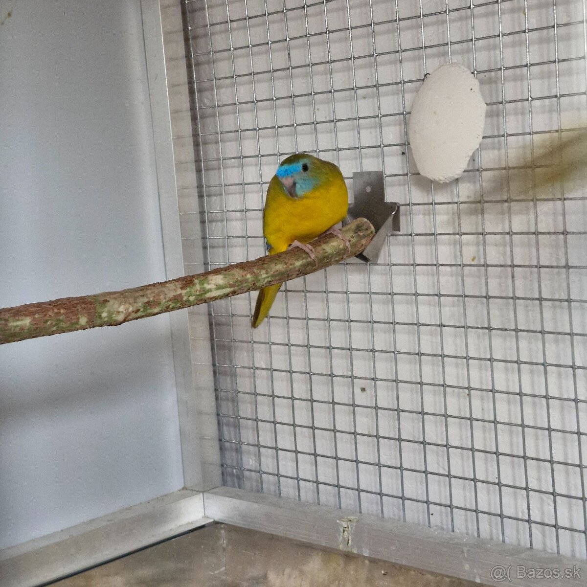 1.1 neofema tyrkysova opalin skorica 1df - 2